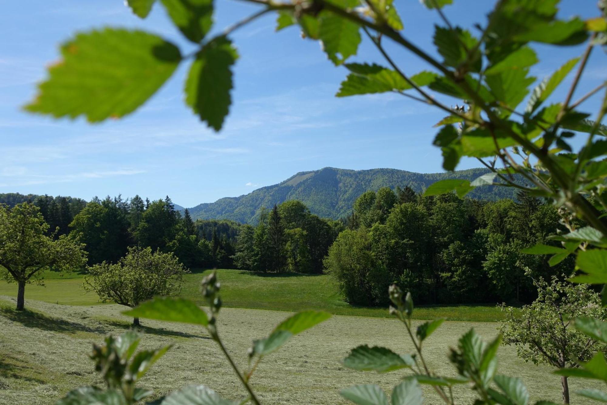 Leitingerhof Βίλα Thalgau Εξωτερικό φωτογραφία